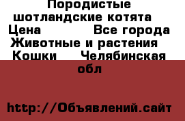 Породистые шотландские котята. › Цена ­ 5 000 - Все города Животные и растения » Кошки   . Челябинская обл.